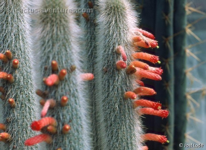 Cleistocactus hyalacanthus JL-022